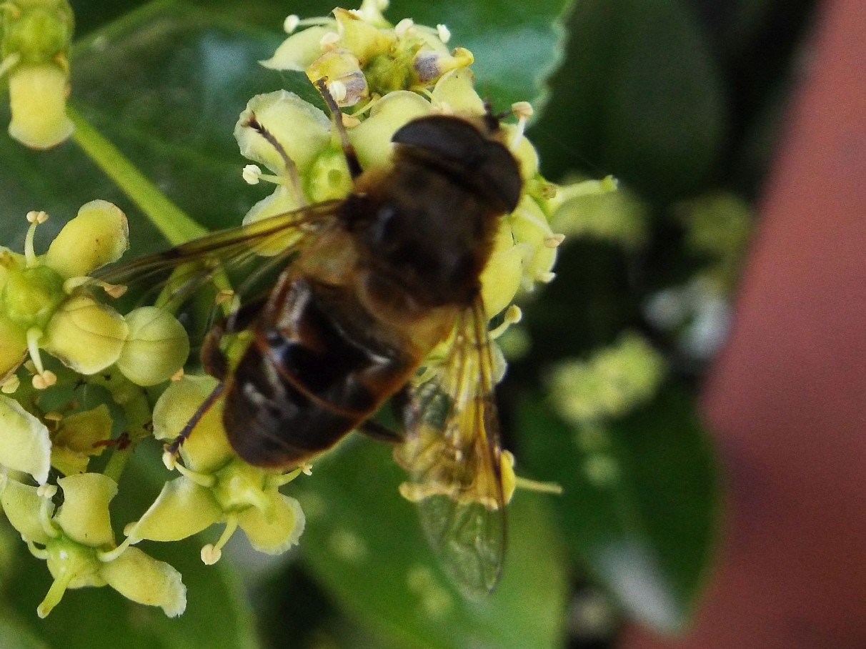 Syrphidae: Eristalis tenax, maschio